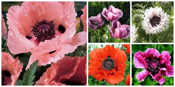 Poppy Appeal : Make Your Own Remembrance Poppy - Fabric Blog