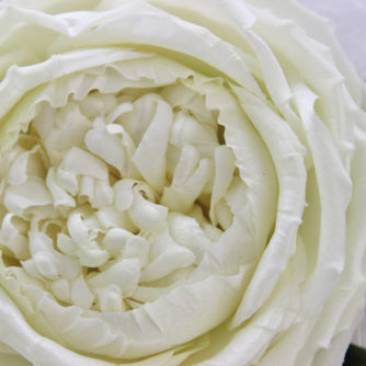 ivory silk rose bridal comb