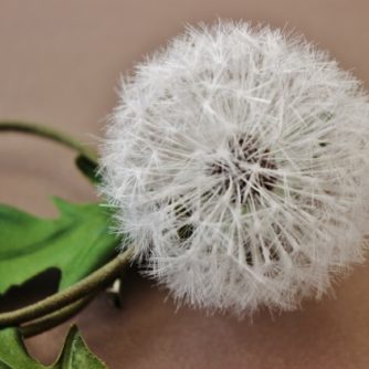 dandelion closeup (500x421)