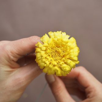 silk dandelion flower