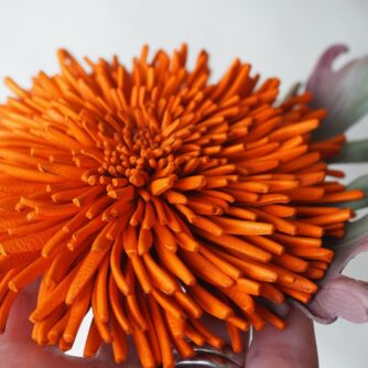 orange leather chrysanthemum side