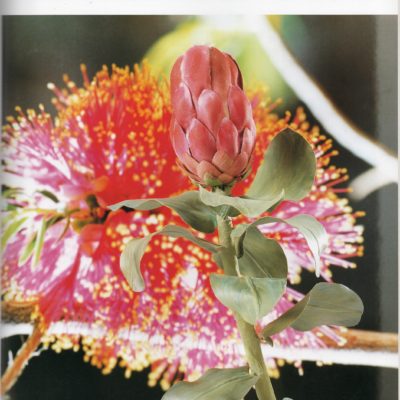 Fabric flower making books: Australian flowers