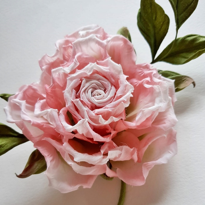 cotton rose