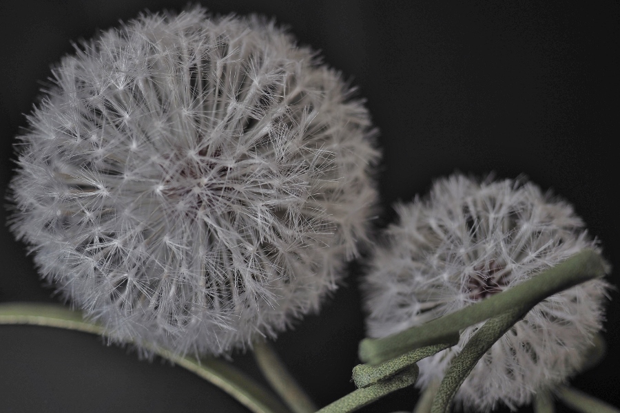 silk dandelion