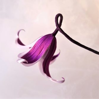 clematis Princess Kate copy