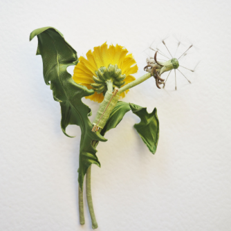 silk dandelion flower and dandelion corsage