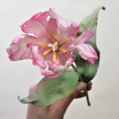 Silk Parrot tulip with leaves