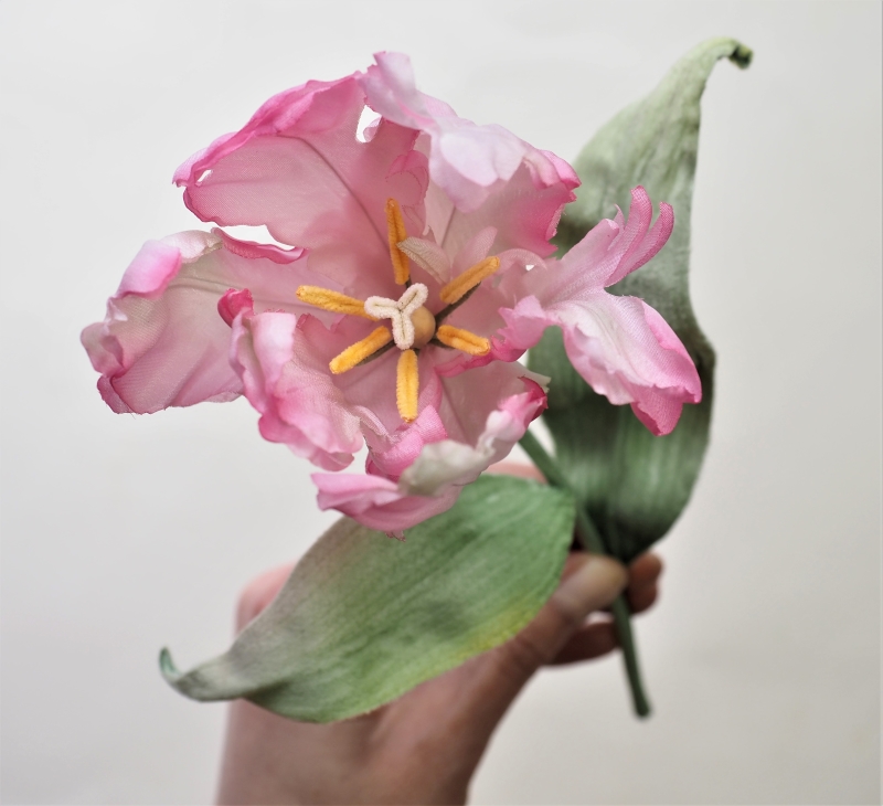 Silk Parrot tulip with leaves