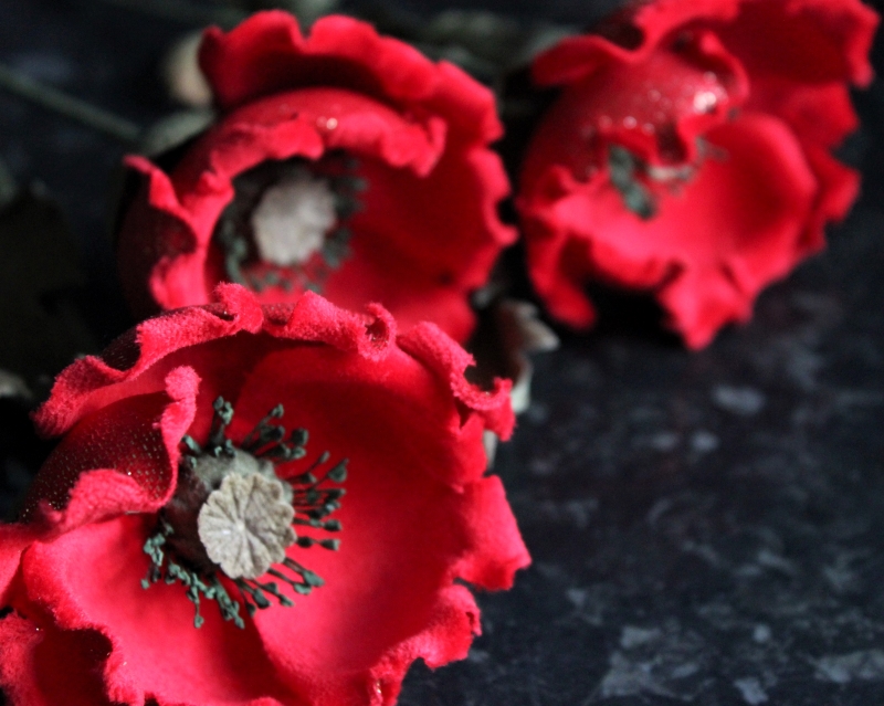 wild velvet poppies