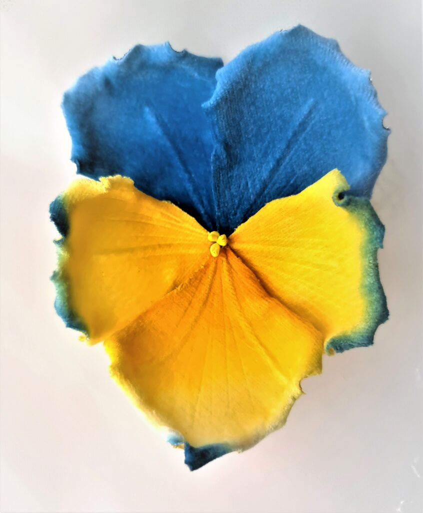 velvet pansy brooch