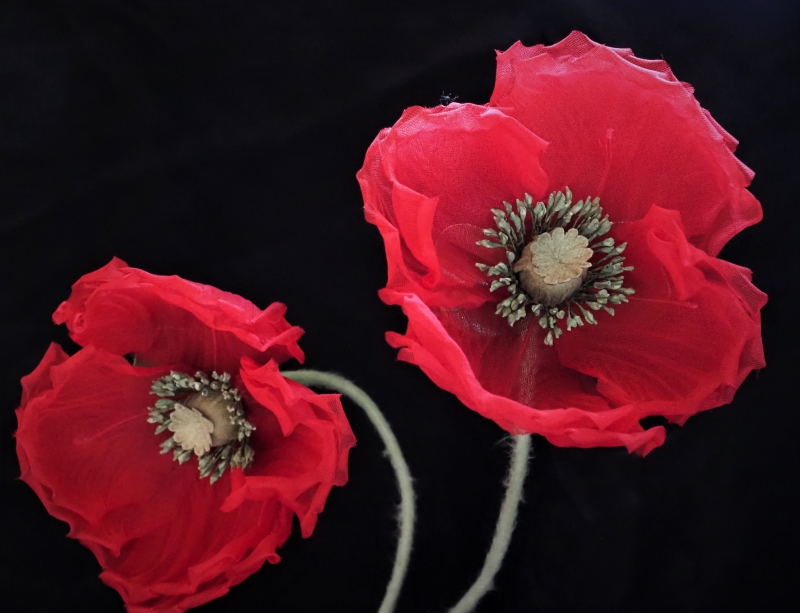red organza poppies close