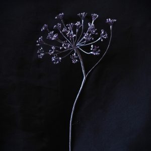 bronze fennel umbrella