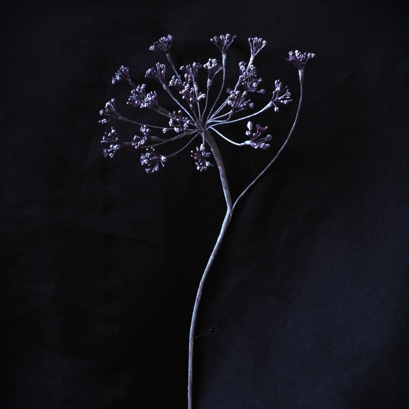 bronze fennel umbrella 