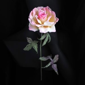 long stemmed peace rose