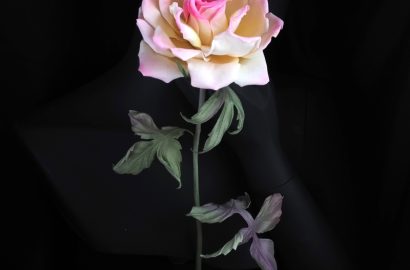 long stemmed peace rose